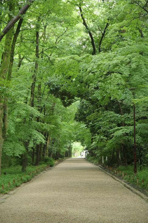 京都記憶。下鴨神社。糺之森。夏日的雨、舞、光、夢