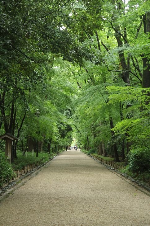 京都記憶。下鴨神社。糺之森。夏日的雨、舞、光、夢
