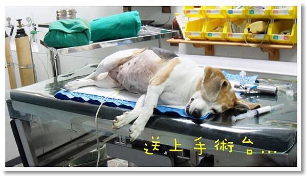 壞壞放上手術台.JPG