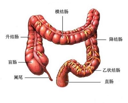 我與「大腸」為伍的日子