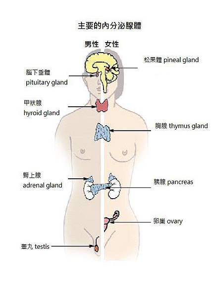 Illu_endocrine_system