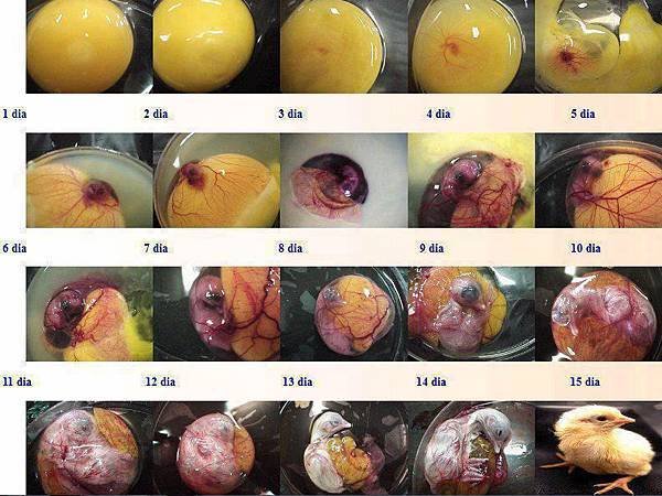雞蛋孵化成小雞的過程