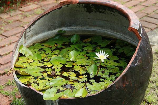 1010605五公寺破水缸蓮花