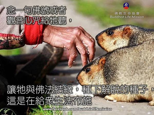 念一句佛號給動物聽