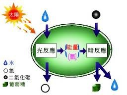 「光合作用」的圖片搜尋結果