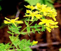 「“St. John&apos;s Wort”中文」的圖片搜尋結果