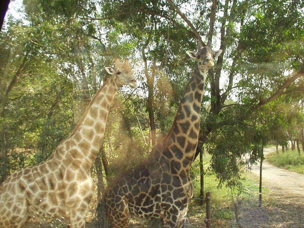 2-2賽福瑞海洋世界+野生動物園5.jpg