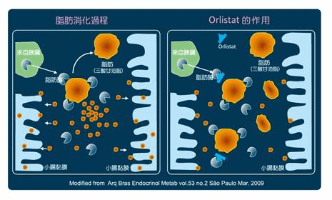 脂樂克機轉.PNG