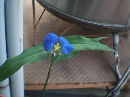 鴨趾花 (2).JPG