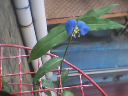 鴨趾花 (8).jpg