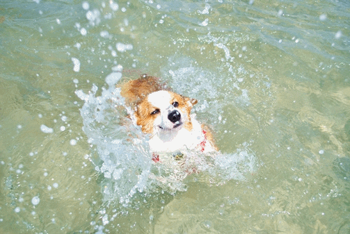 anigif5.gif