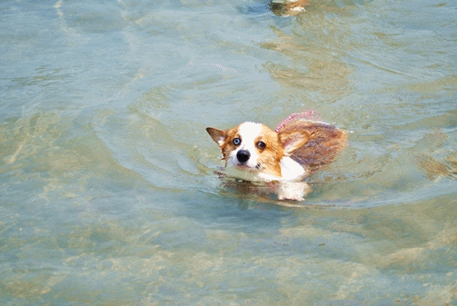 anigif10.gif