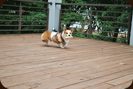 anigif10.gif