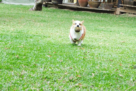 anigif1.gif