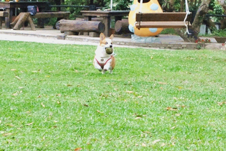 anigif2.gif