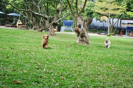 anigif3.gif