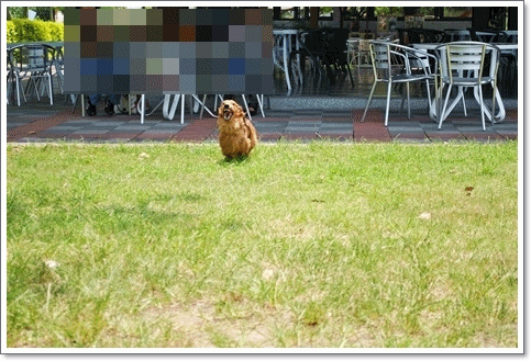 anigif.gif