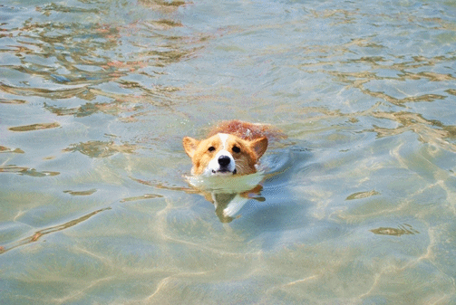 anigif3.gif