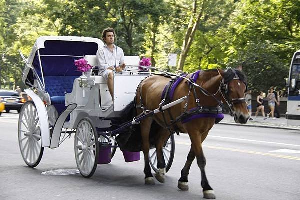 中央公園一帶,有很多這種馬車供遊客乘坐