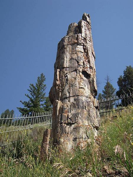 Petrified Tree (石化木), 據說是5千萬年前火山爆發的產物.當時噴出的火山灰掩埋了它,也隔絕了空氣,使得它沒有被燒成灰燼而得以保存下來...