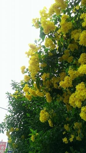 花語