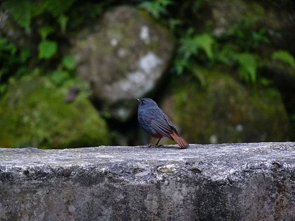 P1360021.JPG