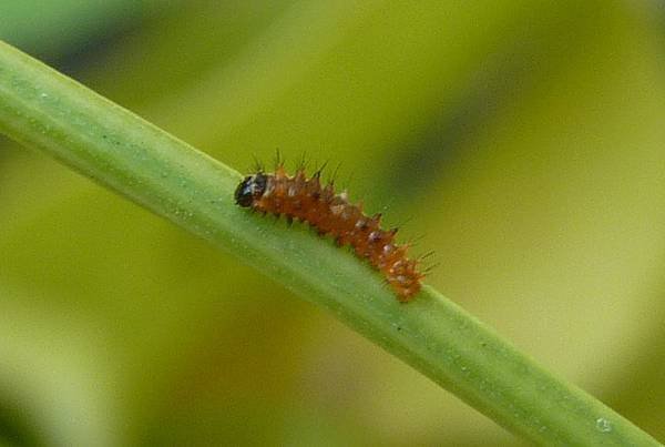 caterpillar.jpg