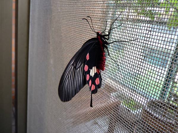 P1480747.JPG