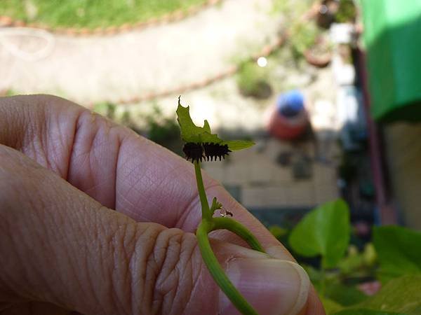 P1480729.JPG