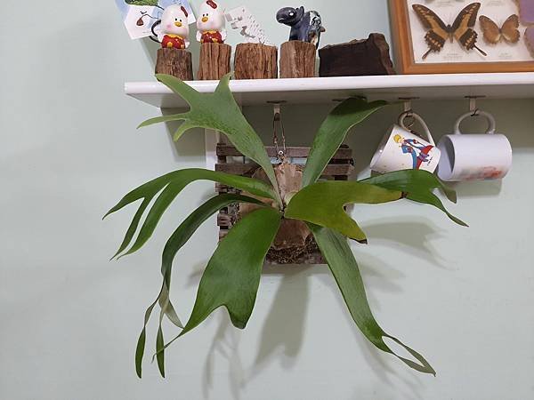 2022.11. 白霍克鹿角蕨紀錄