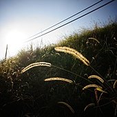DSC00483.JPG