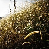 DSC00485.JPG
