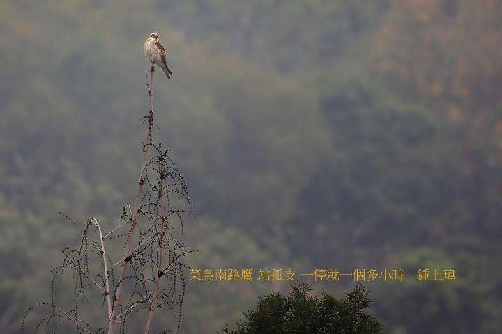 菜鳥南路鷹 站孤支 一停就一個多小時 鍾上瑋