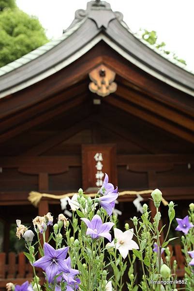 114 生國魂神社 桔梗.JPG