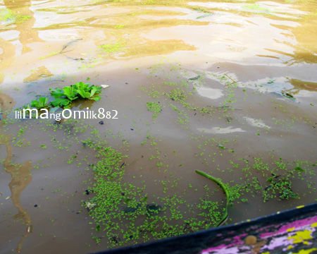 湄南昭披河河水