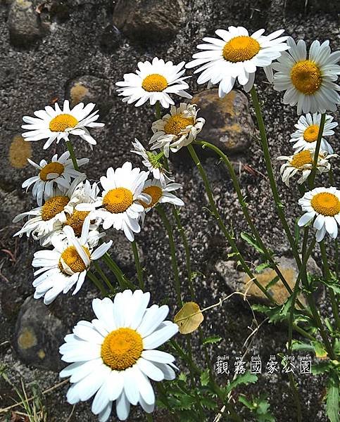 新竹。鹿林道_71露11.jpg