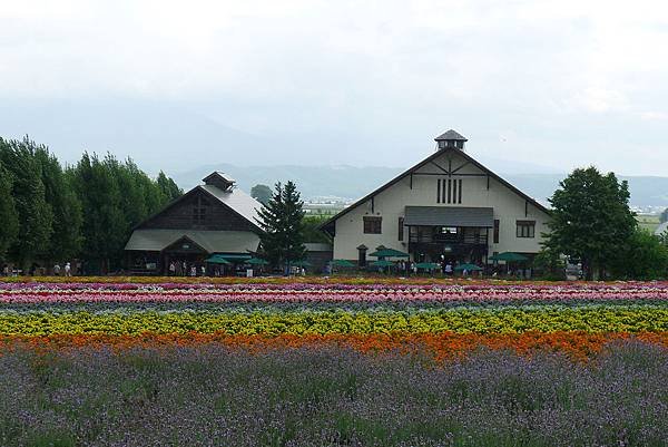 20130816富田農場僅剩的薰衣草