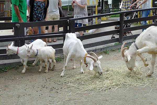 20130818可愛動物區小羊