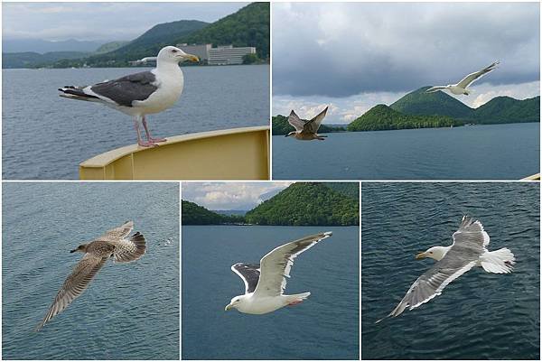 海鷗組合