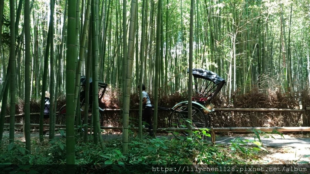43竹林9.jpg