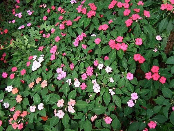 20080420土城桐花