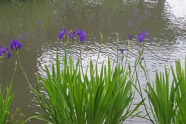 IMGP3452.JPG