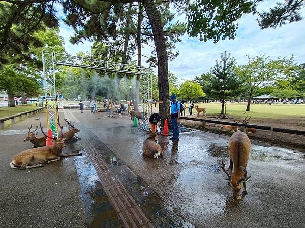 【奈良】搭乘彩繪電車前往奈良公園
