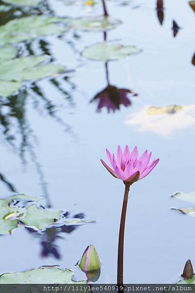 植物園蓮花_14.jpg