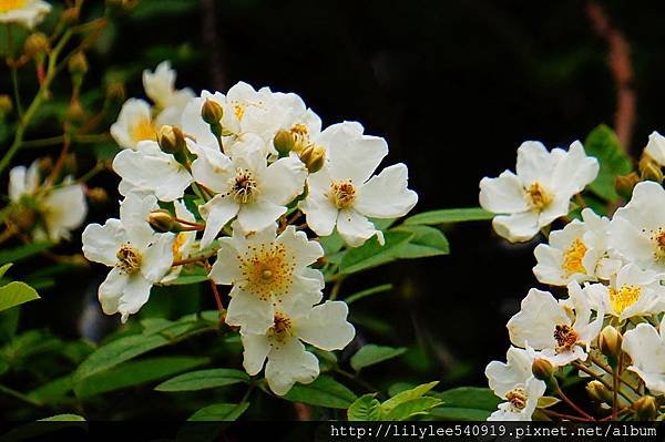 植物園散步_08.jpg