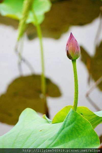 植物園散步_23.jpg