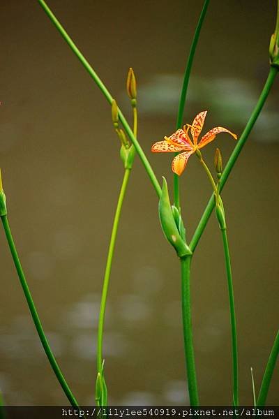 植物園散步_25.jpg