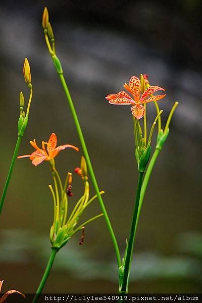 植物園散步_26.jpg