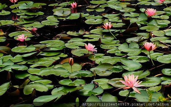 植物園散步_41.jpg