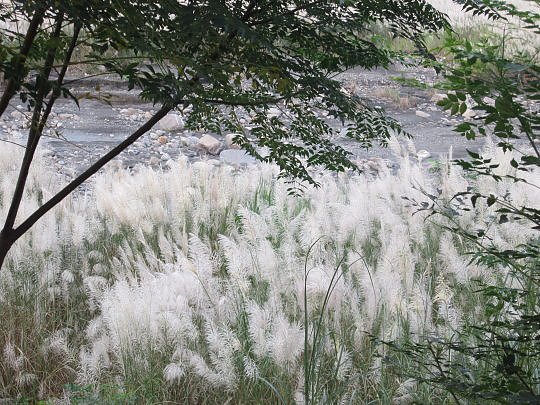 三地門隘寮溪秋芒12